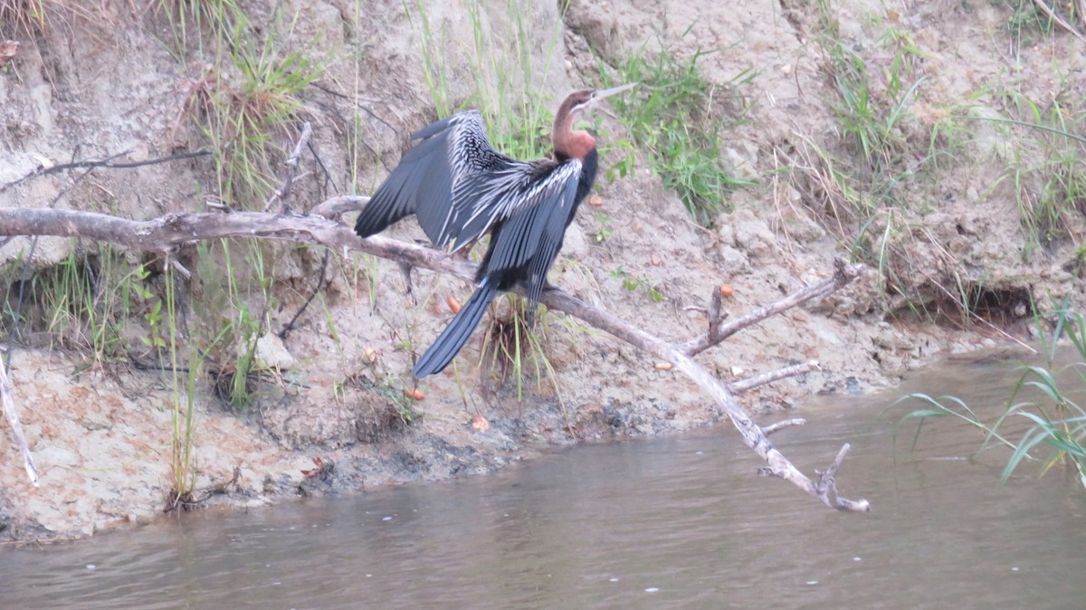 anhinga africká - ML184950361