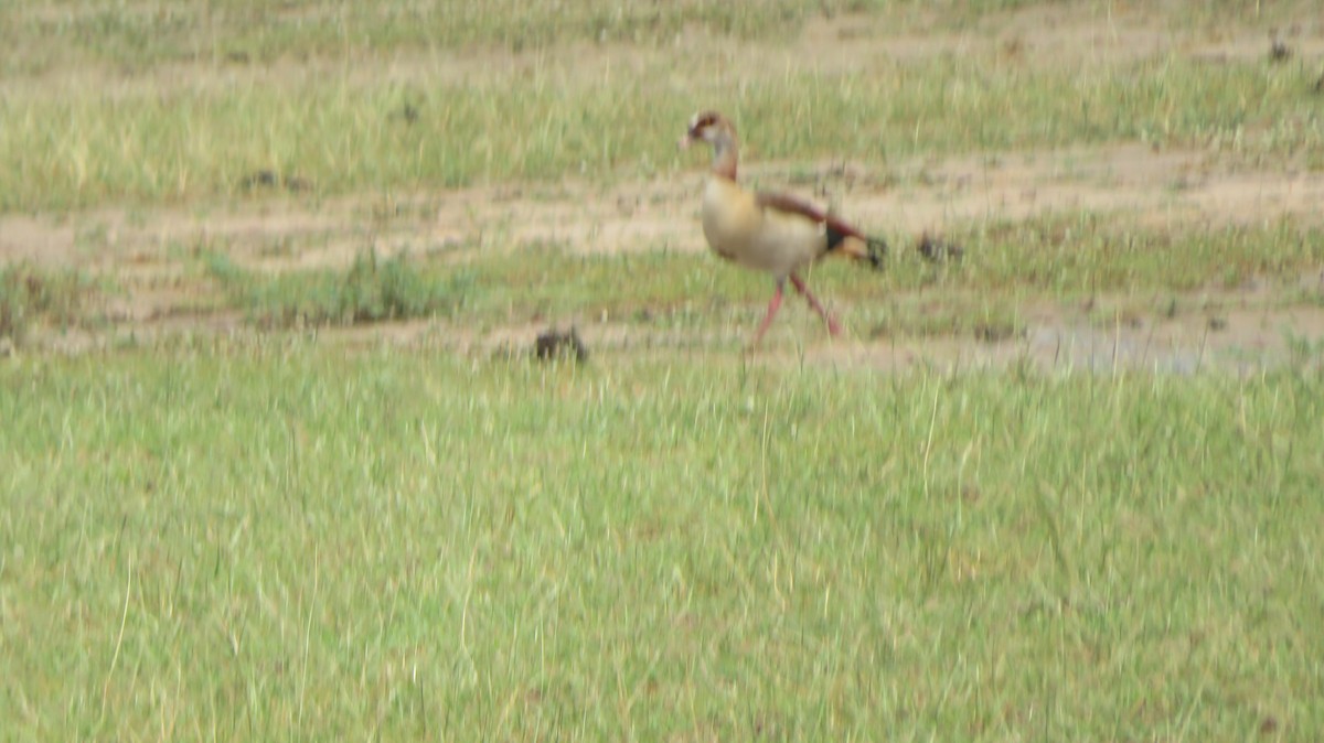 Egyptian Goose - ML184950621