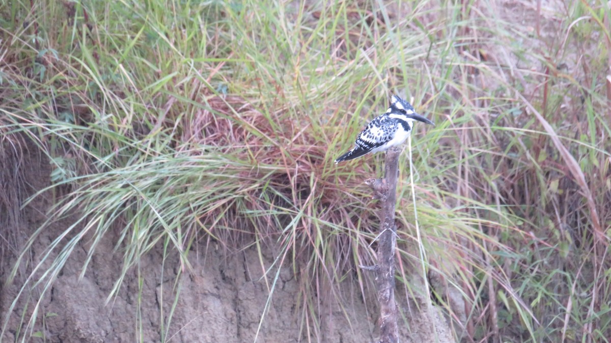 Pied Kingfisher - ML184951071