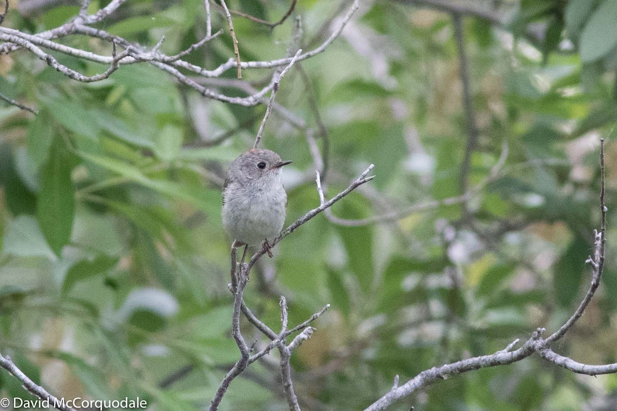 Ruby-crowned Kinglet - ML184951091