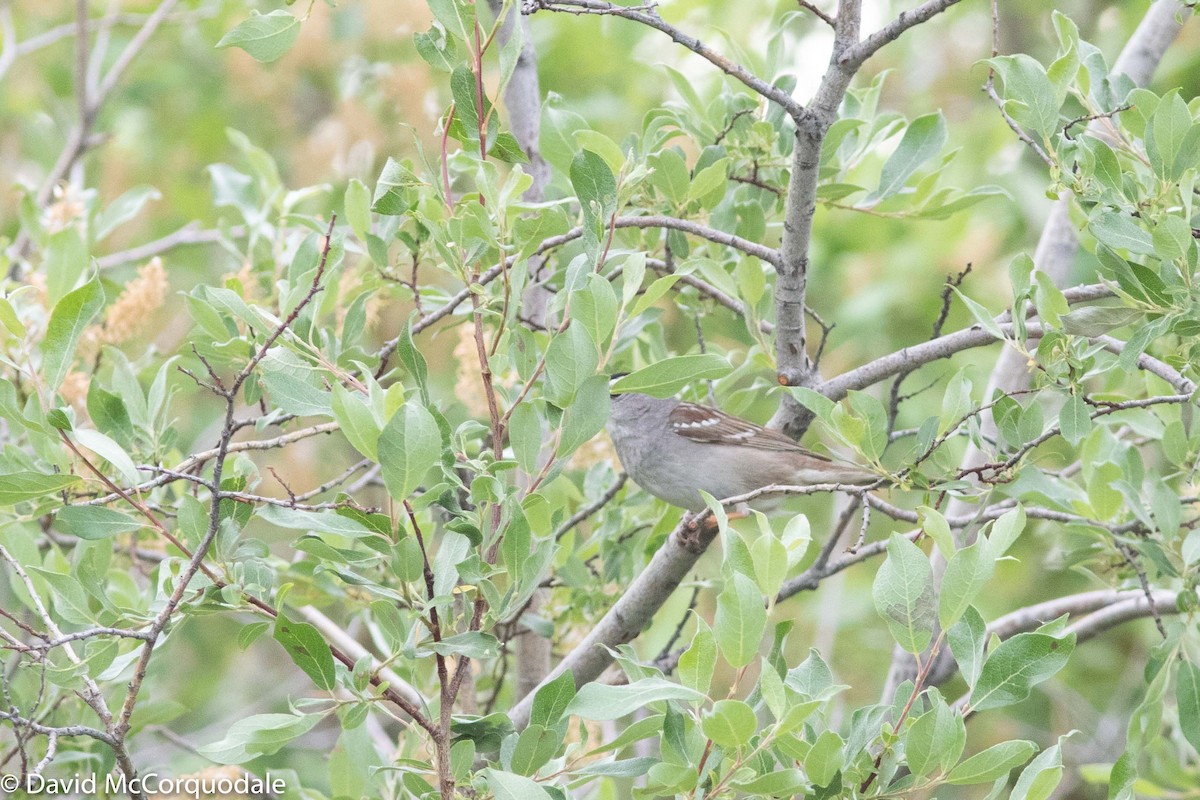 White-crowned Sparrow - ML184951161