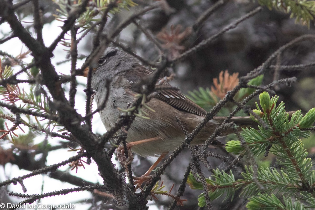 White-crowned Sparrow - ML184951171