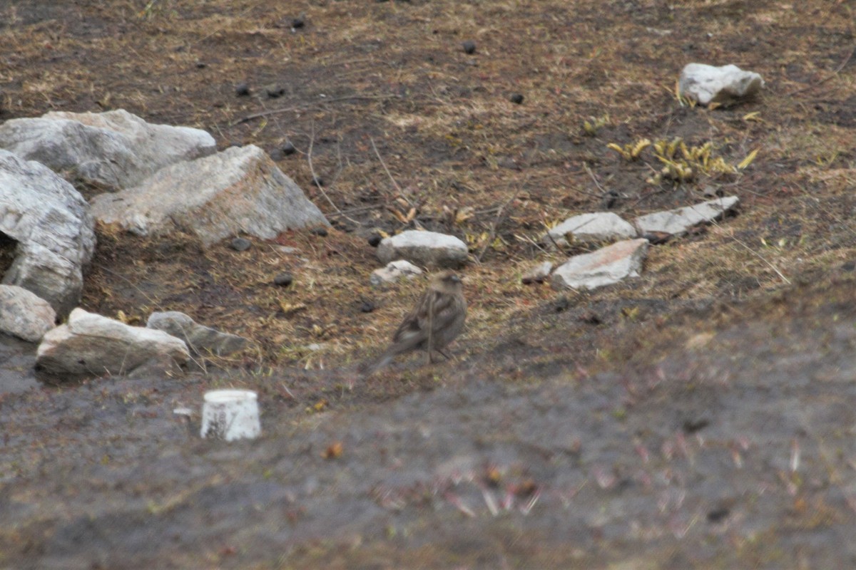 Plain Mountain Finch - ML184954791