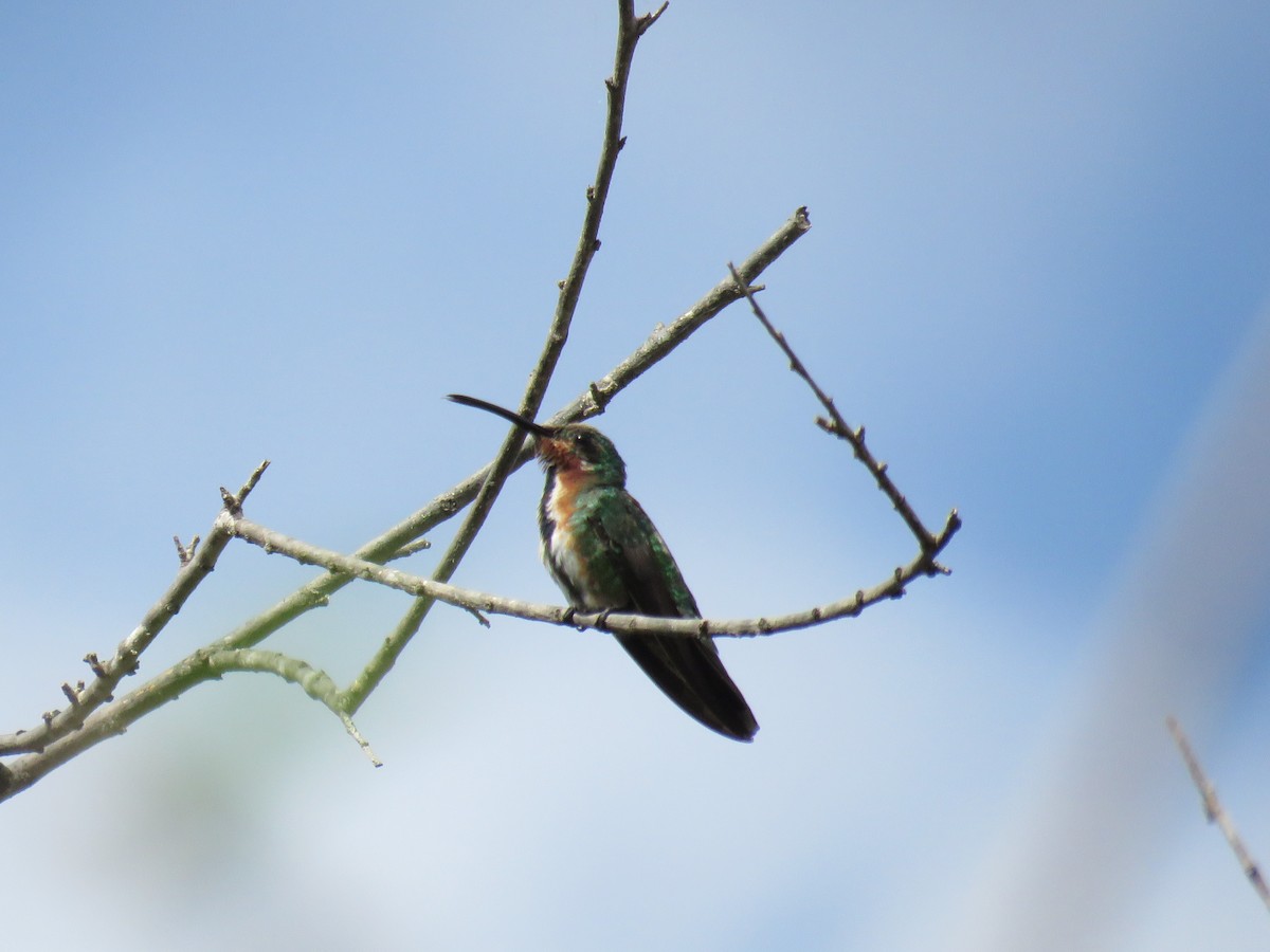 kolibřík lesklý - ML184954801