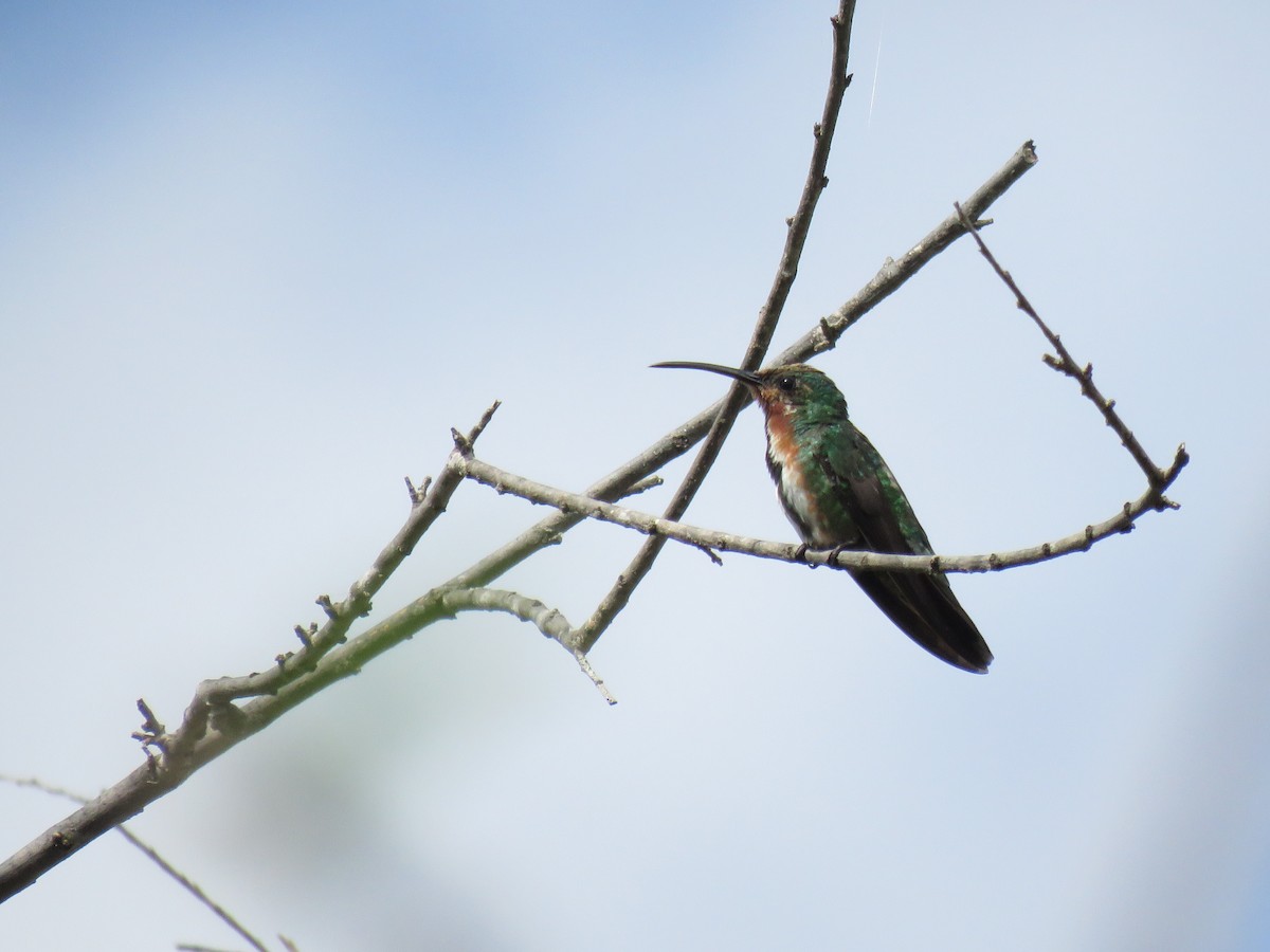kolibřík lesklý - ML184954811