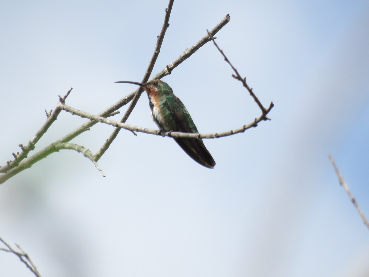 kolibřík lesklý - ML184954831
