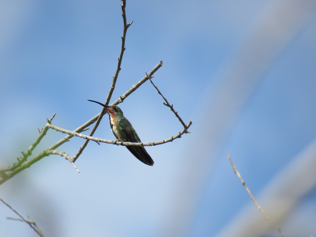 kolibřík lesklý - ML184954861