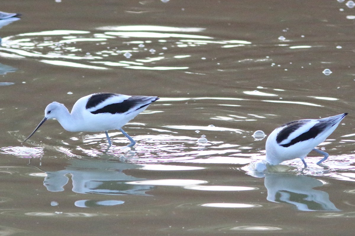 American Avocet - Frank Pinilla