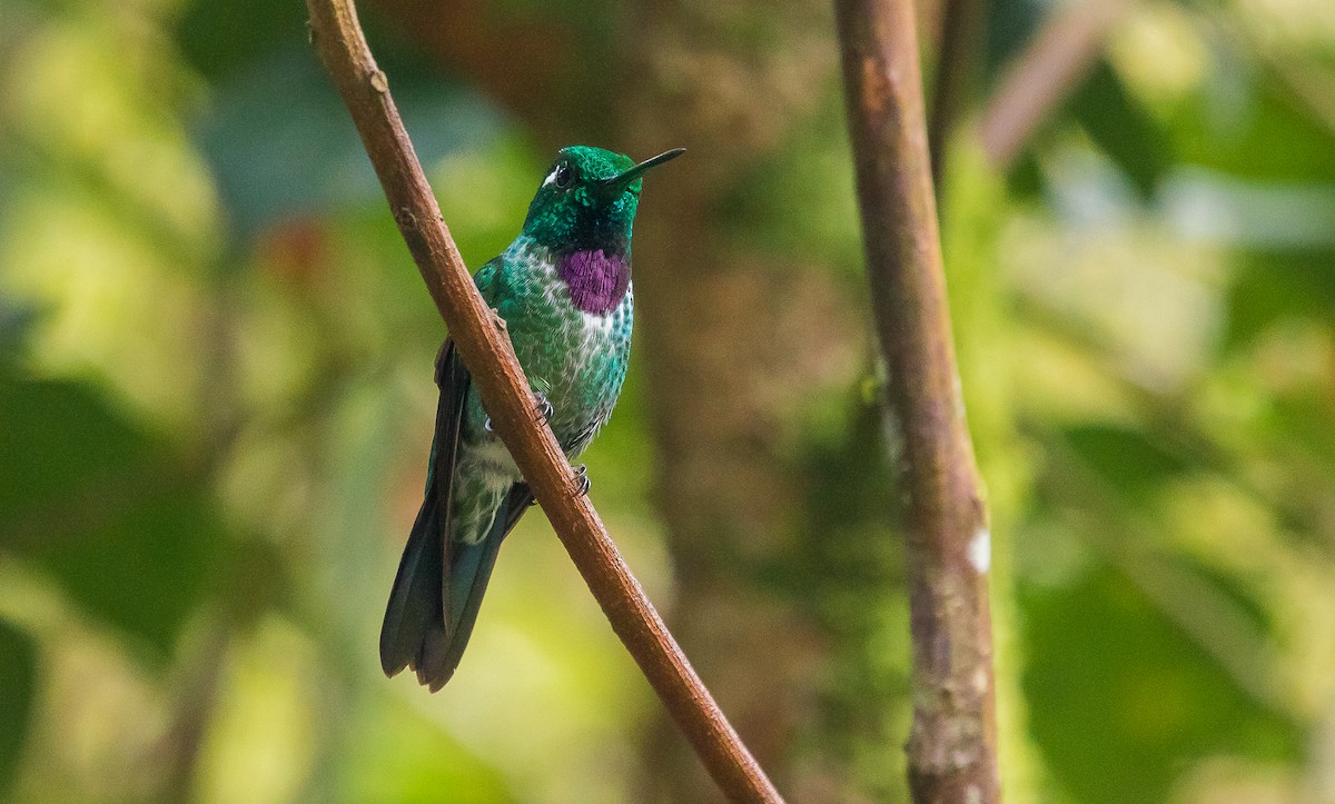 Purple-bibbed Whitetip - ML184955541