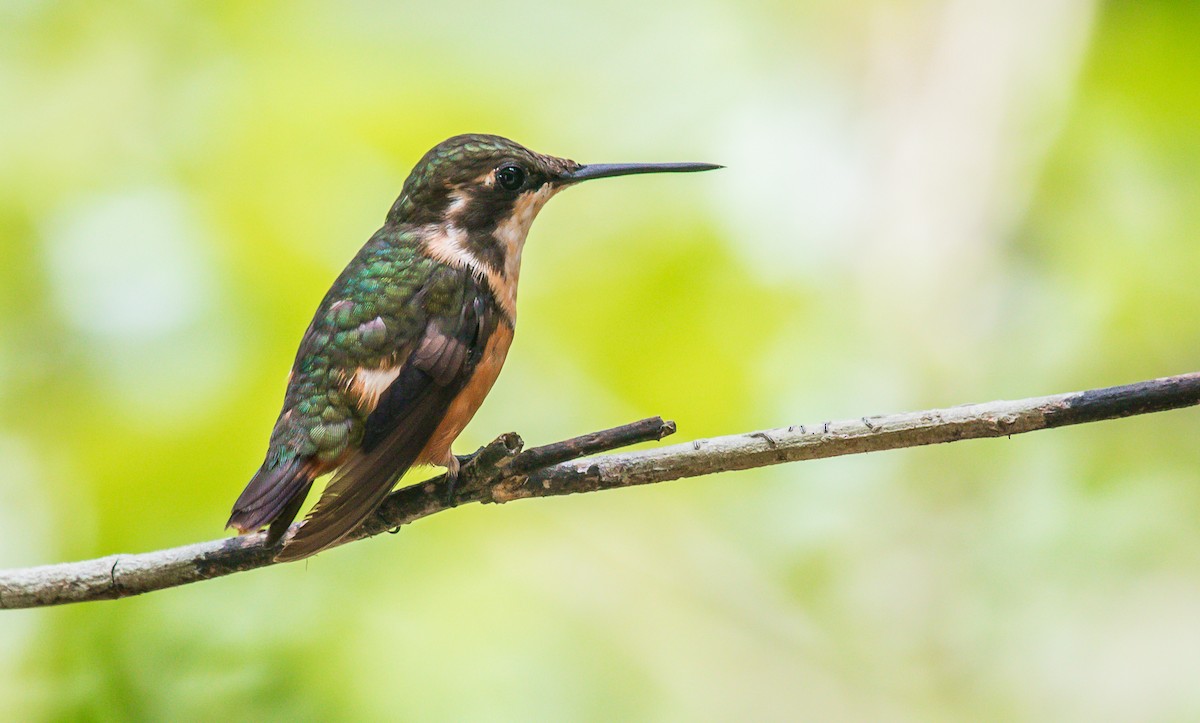 Purple-throated Woodstar - ML184955601