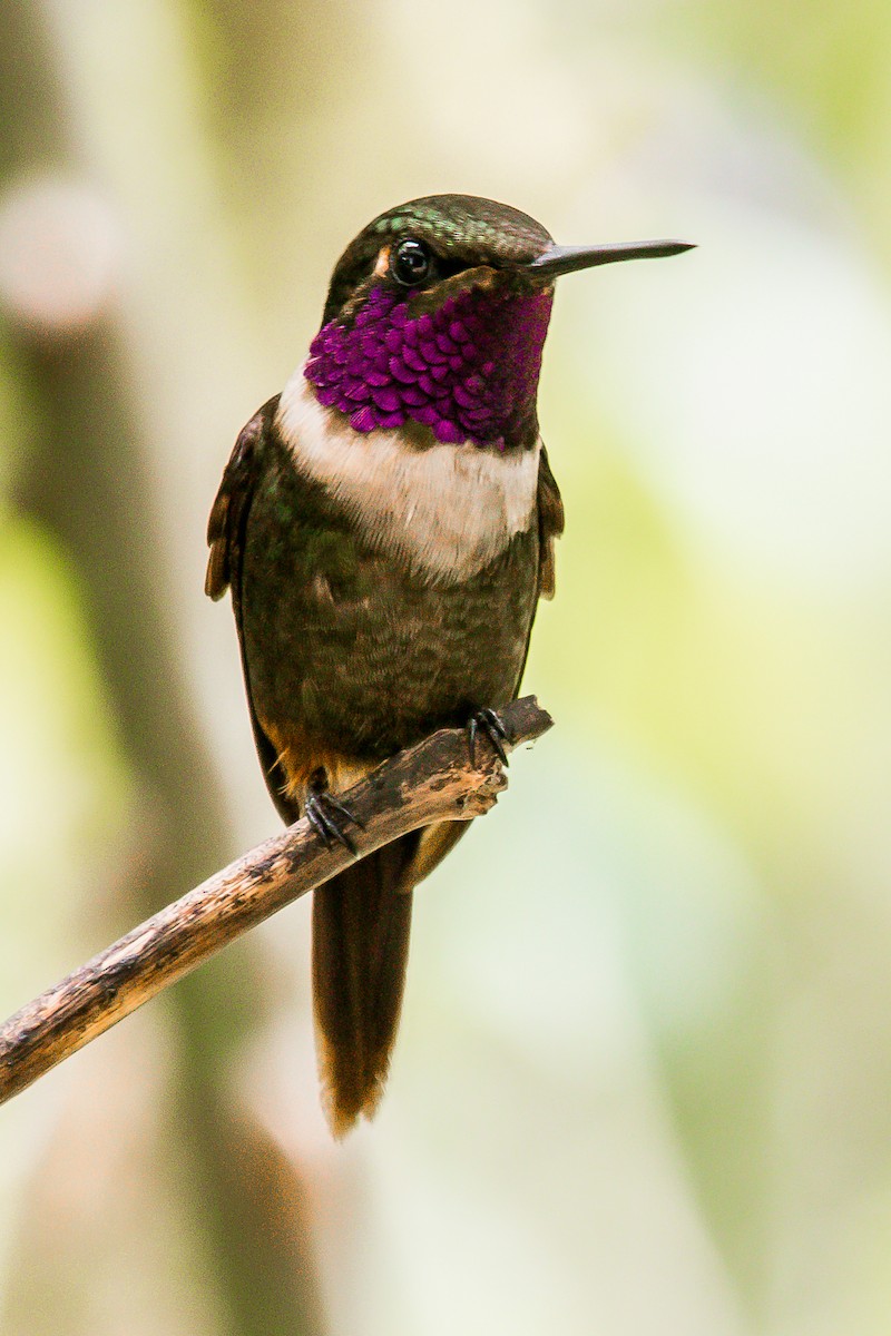 Purple-throated Woodstar - ML184955611