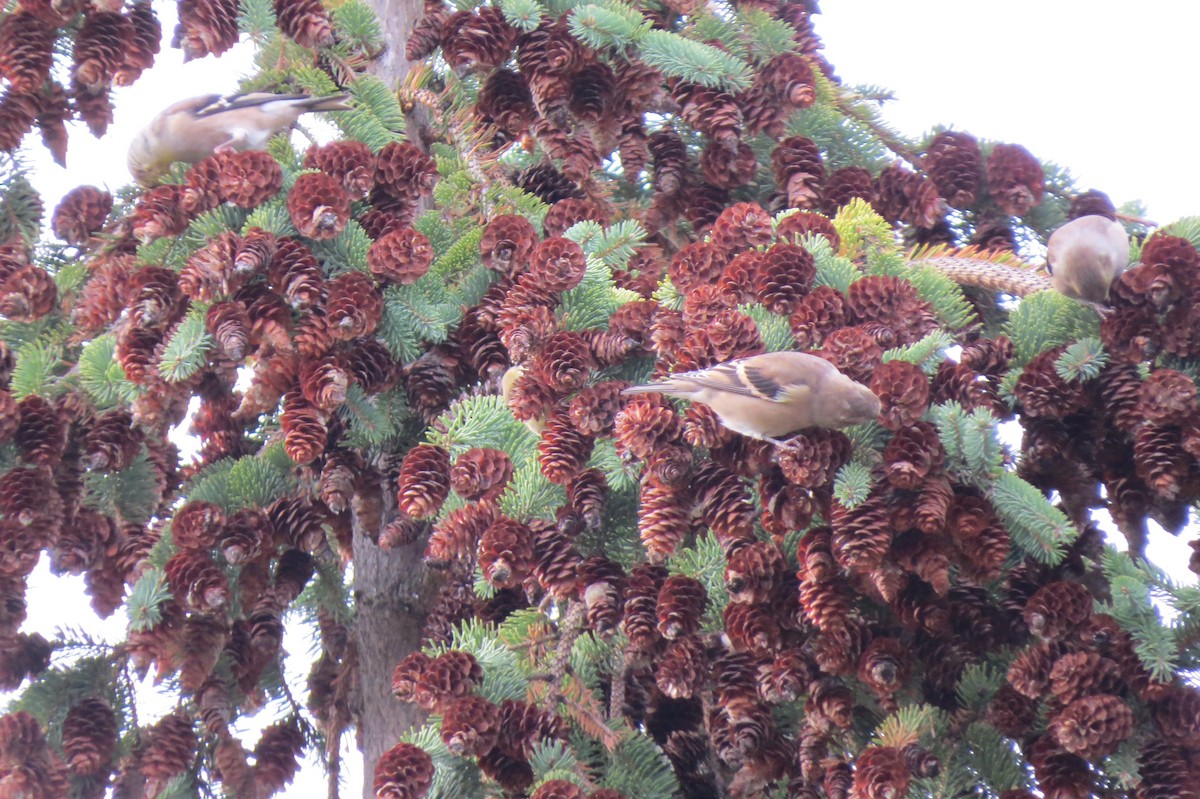 American Goldfinch - ML184955751