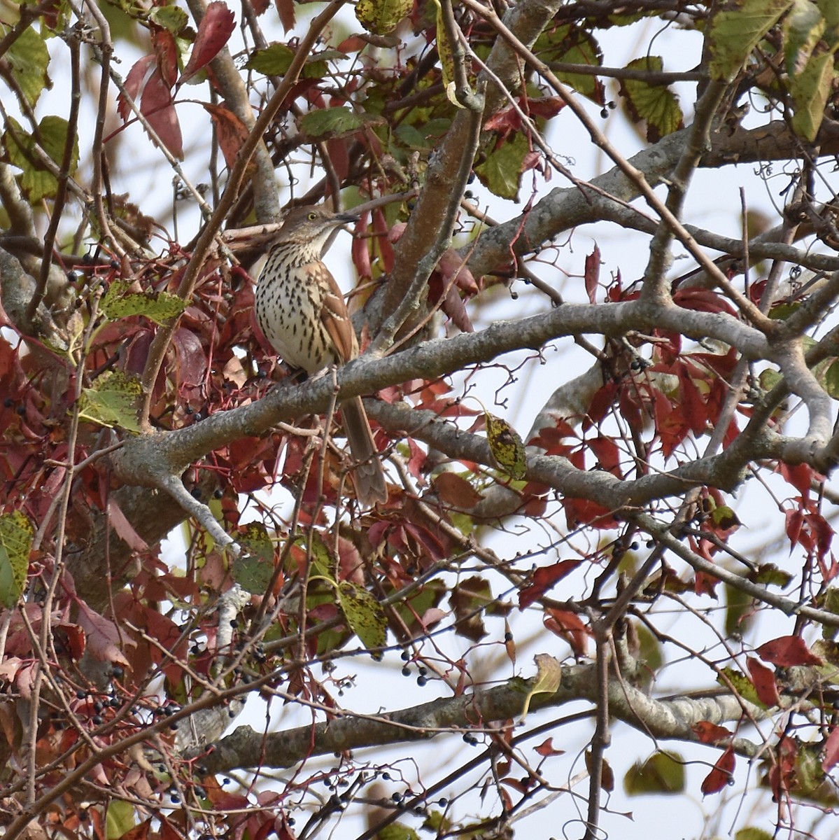 Brown Thrasher - Laura  Wolf