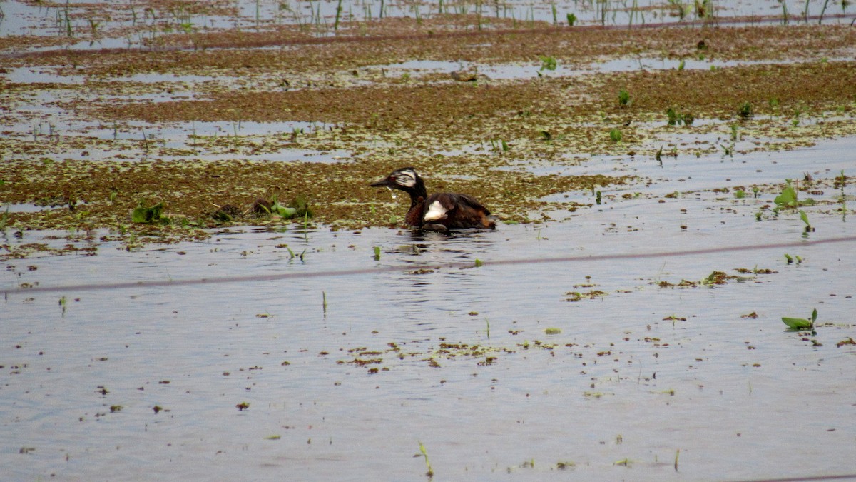 White-tufted Grebe - ML184957021