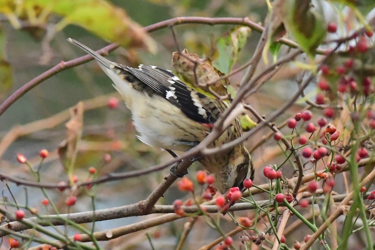 Rose-breasted Grosbeak - ML184957351