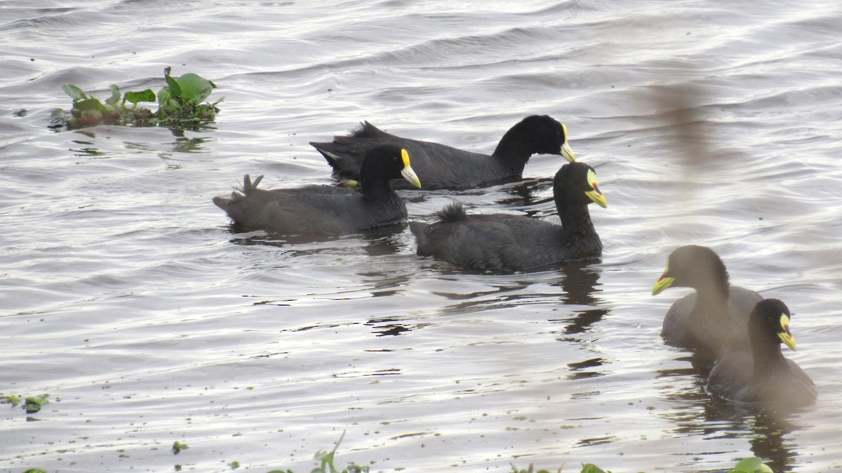 Red-gartered Coot - ML184957421