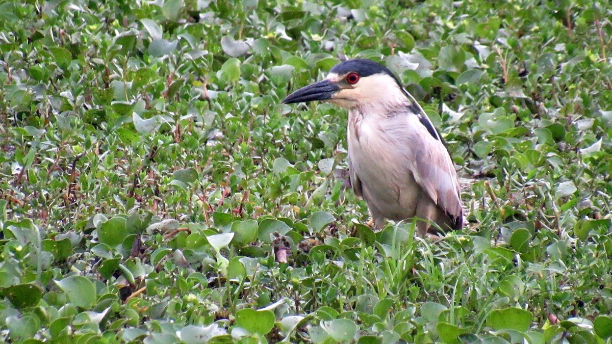 Black-crowned Night Heron - ML184957871