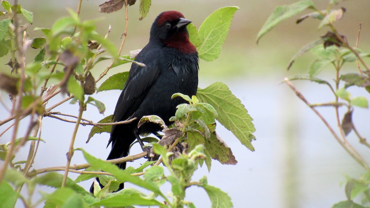 Chestnut-capped Blackbird - ML184958191