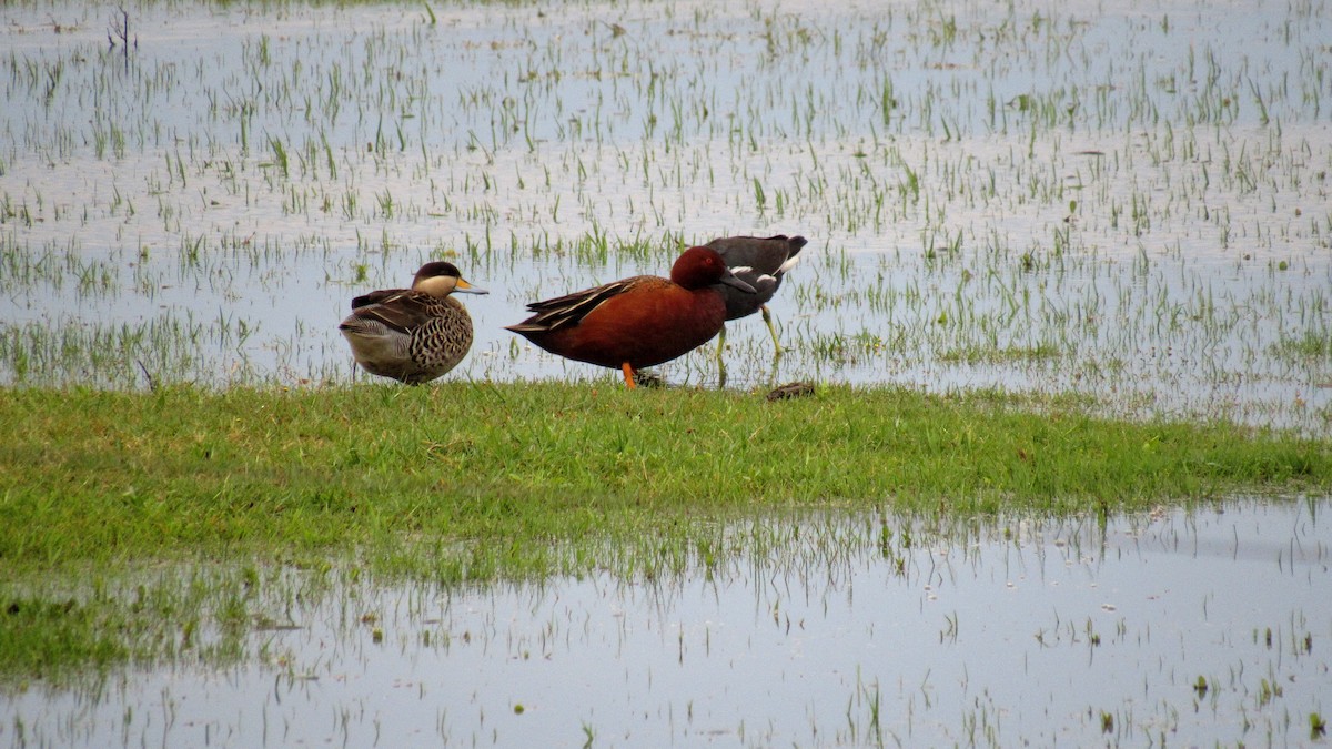 Cinnamon Teal - ML184959011