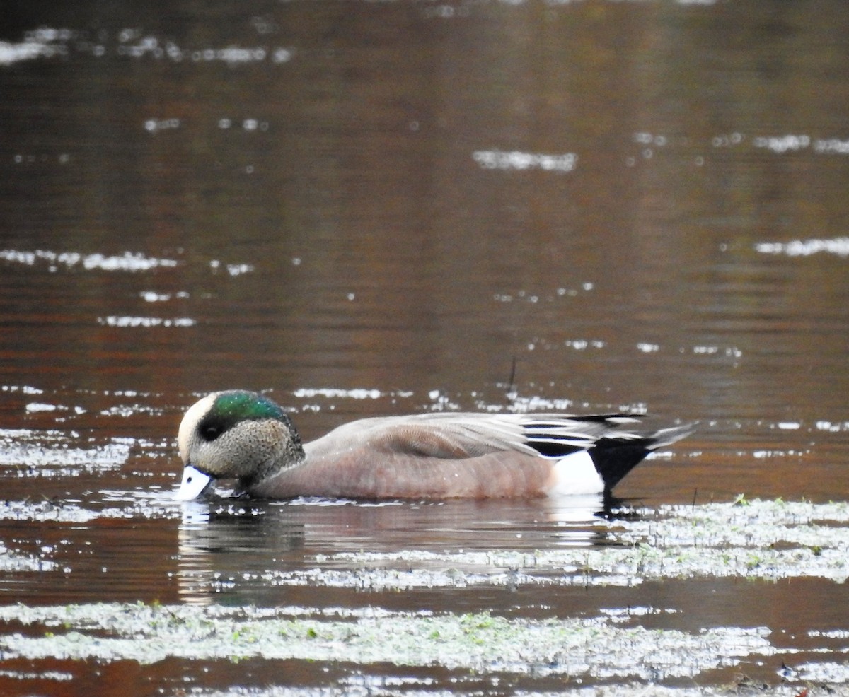 American Wigeon - Vincent Glasser