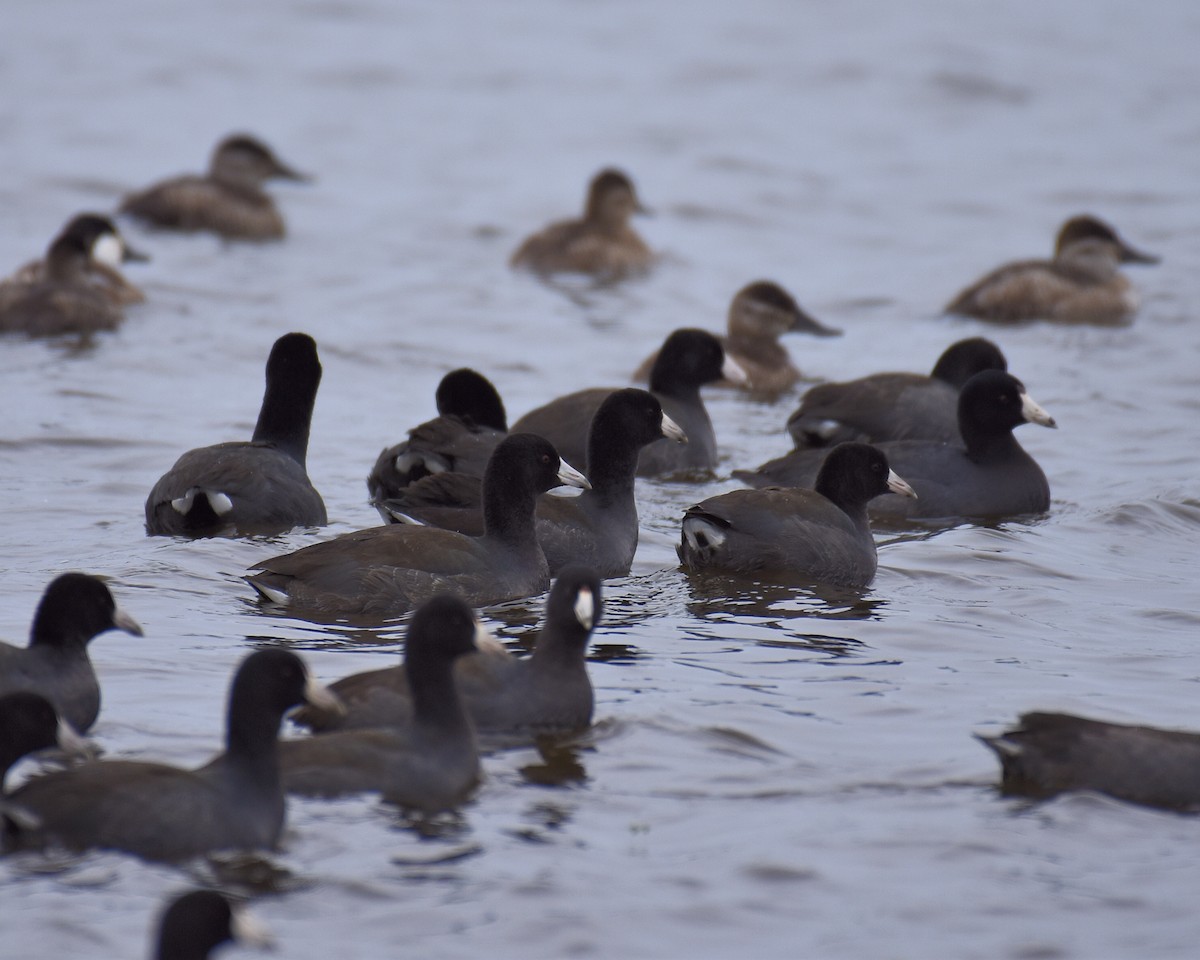 American Coot - Laura  Wolf