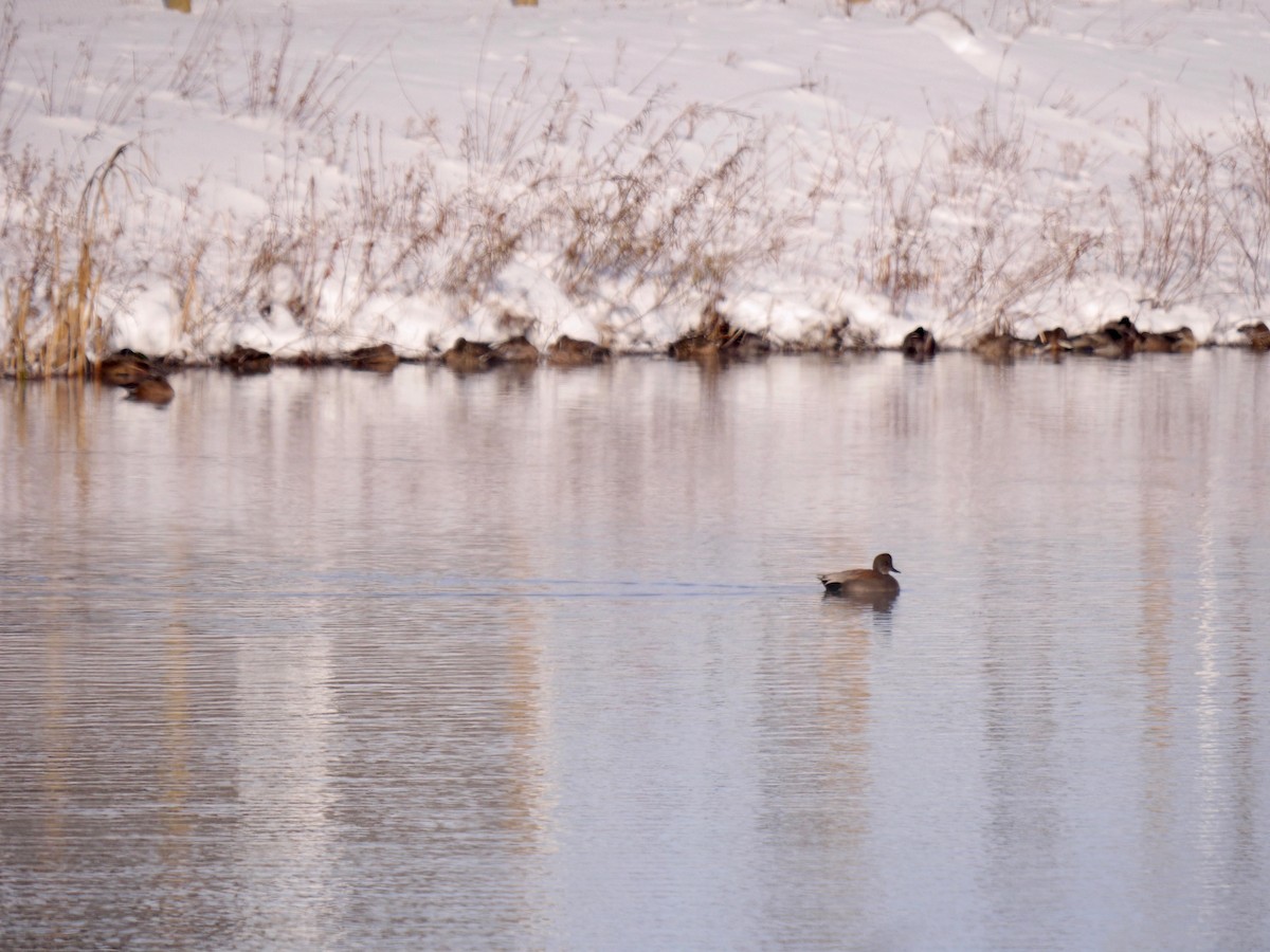 Gadwall - ML184961301