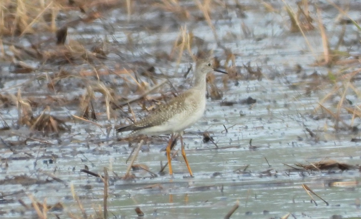 Lesser Yellowlegs - ML184962051