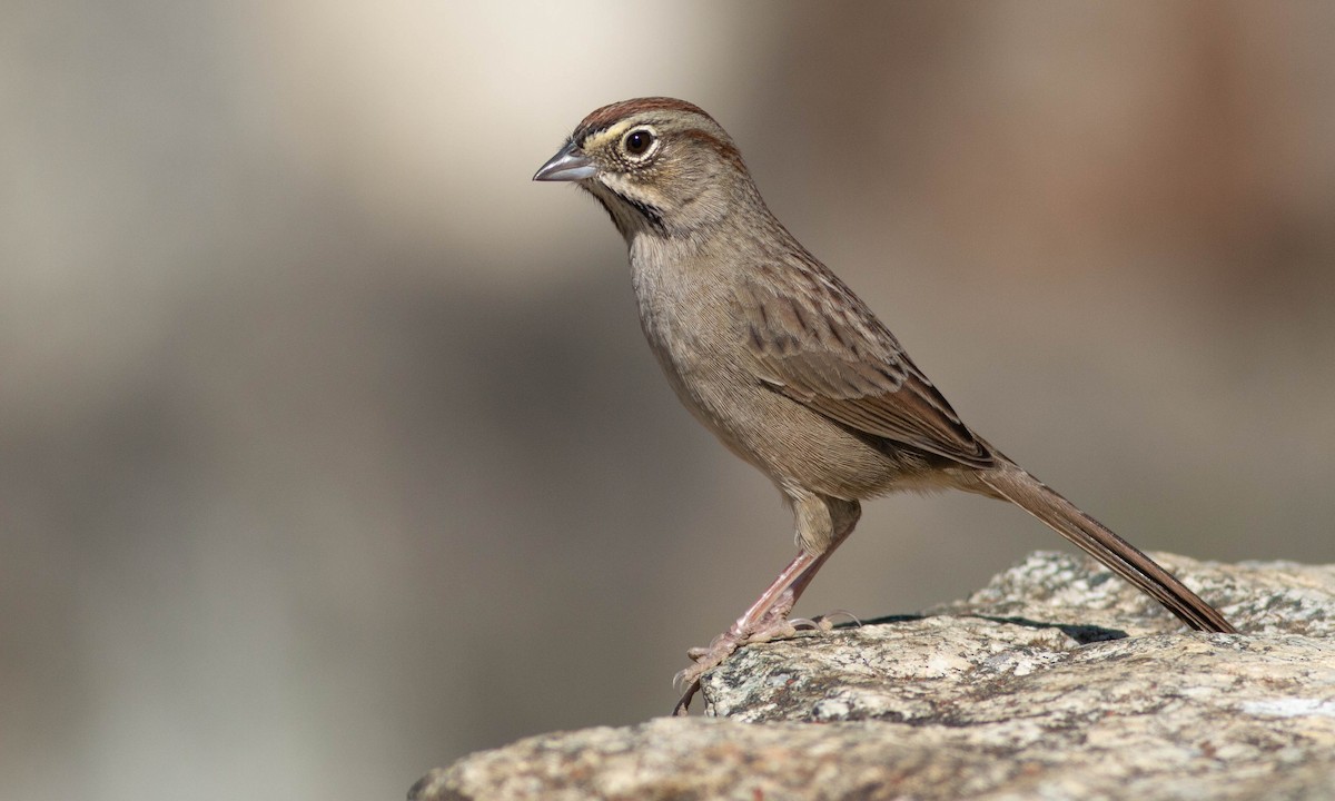 Rufous-crowned Sparrow - ML184962281