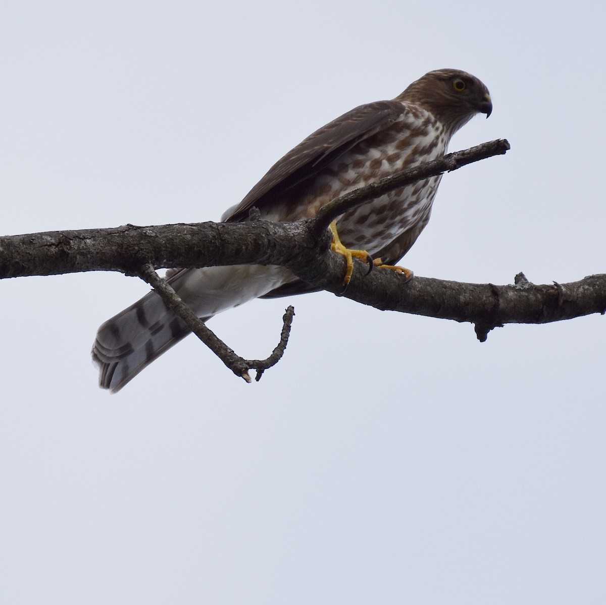 Sharp-shinned Hawk - Laura  Wolf