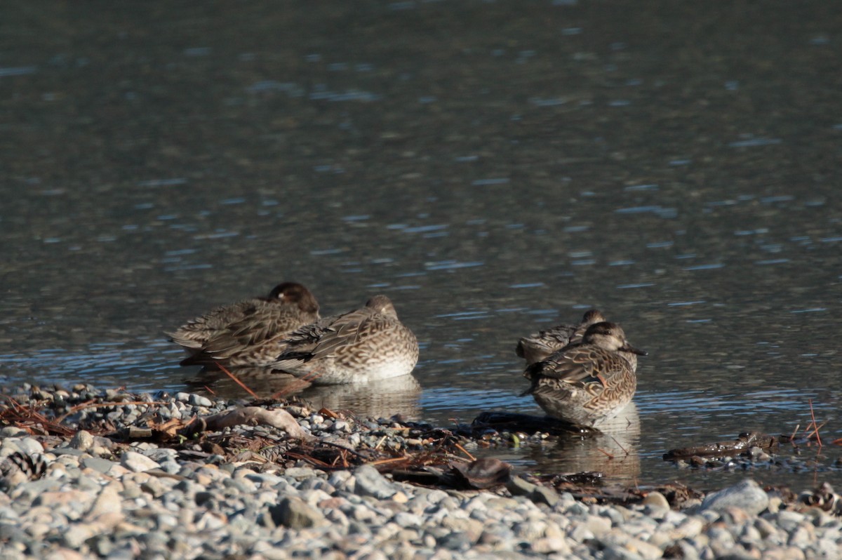 Green-winged Teal - Donna Bragg