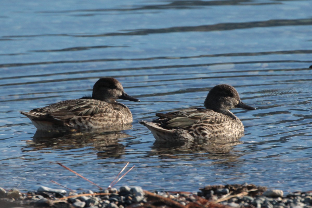 Green-winged Teal - Donna Bragg