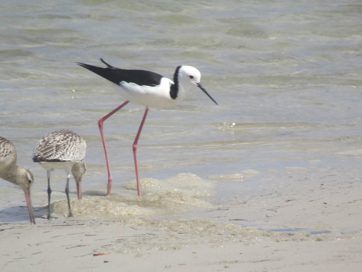 Pied Stilt - ML184968831