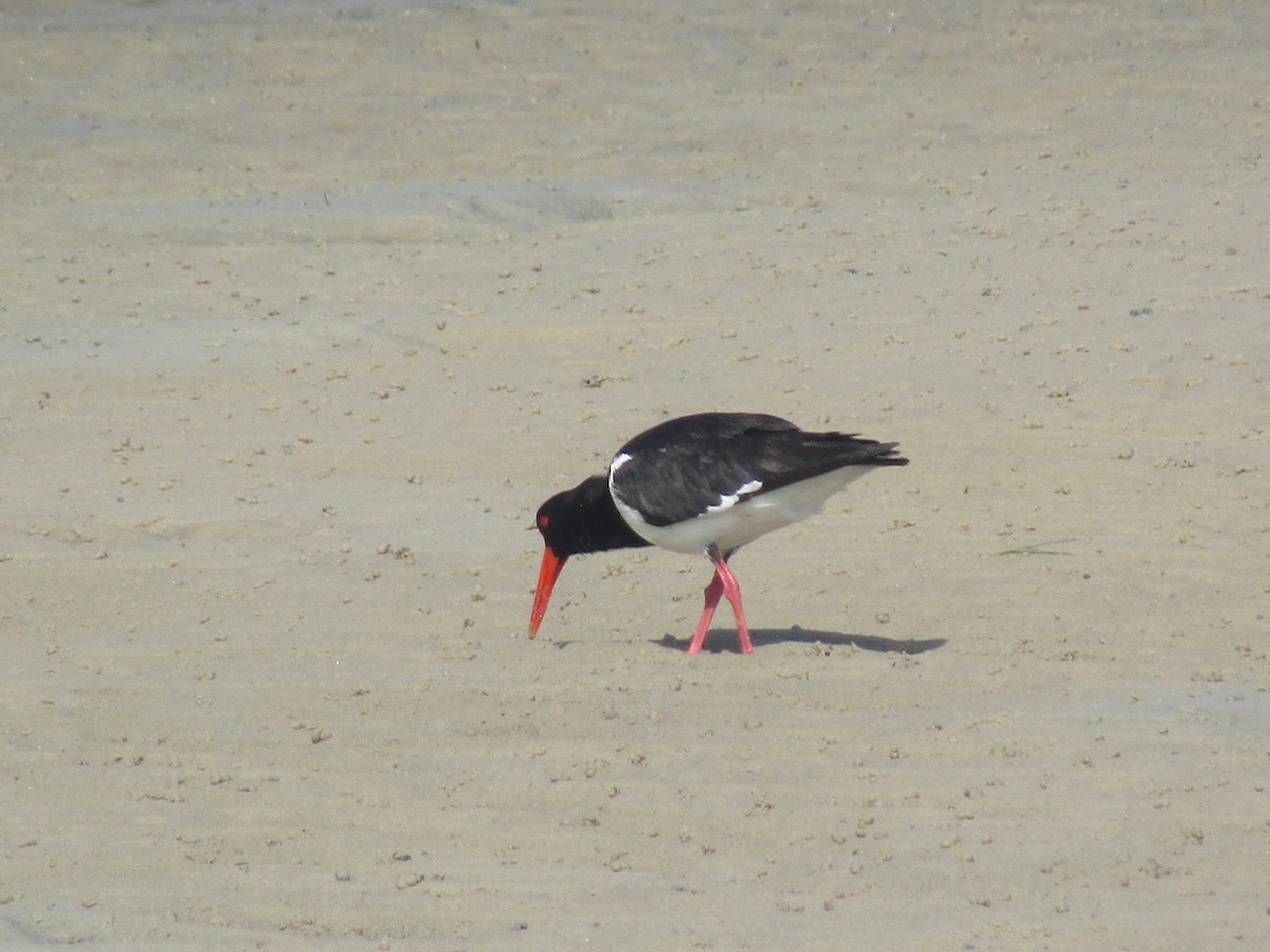 Pied Oystercatcher - ML184968871