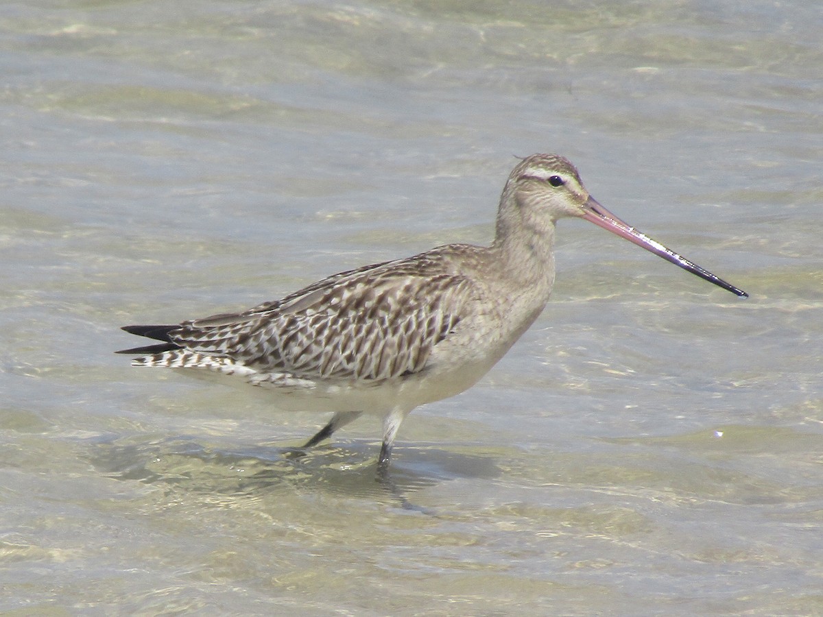Bar-tailed Godwit - ML184968921