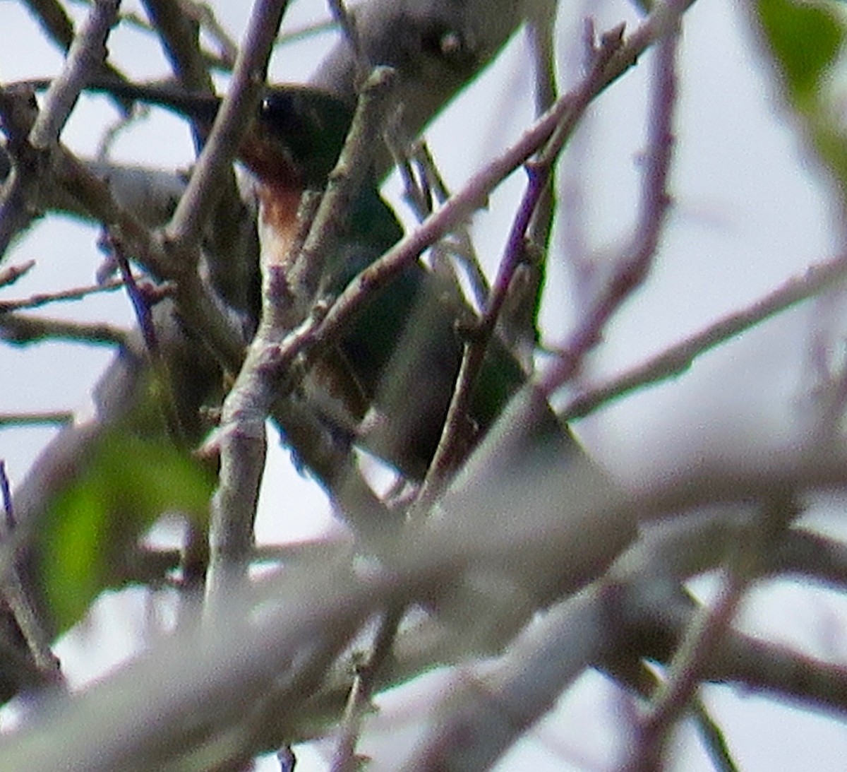 kolibřík lesklý - ML184969141