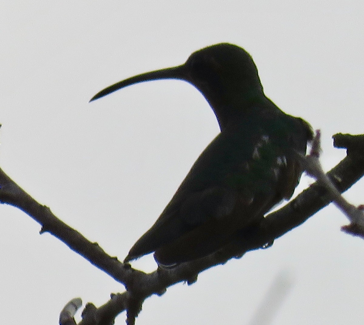 kolibřík lesklý - ML184969171