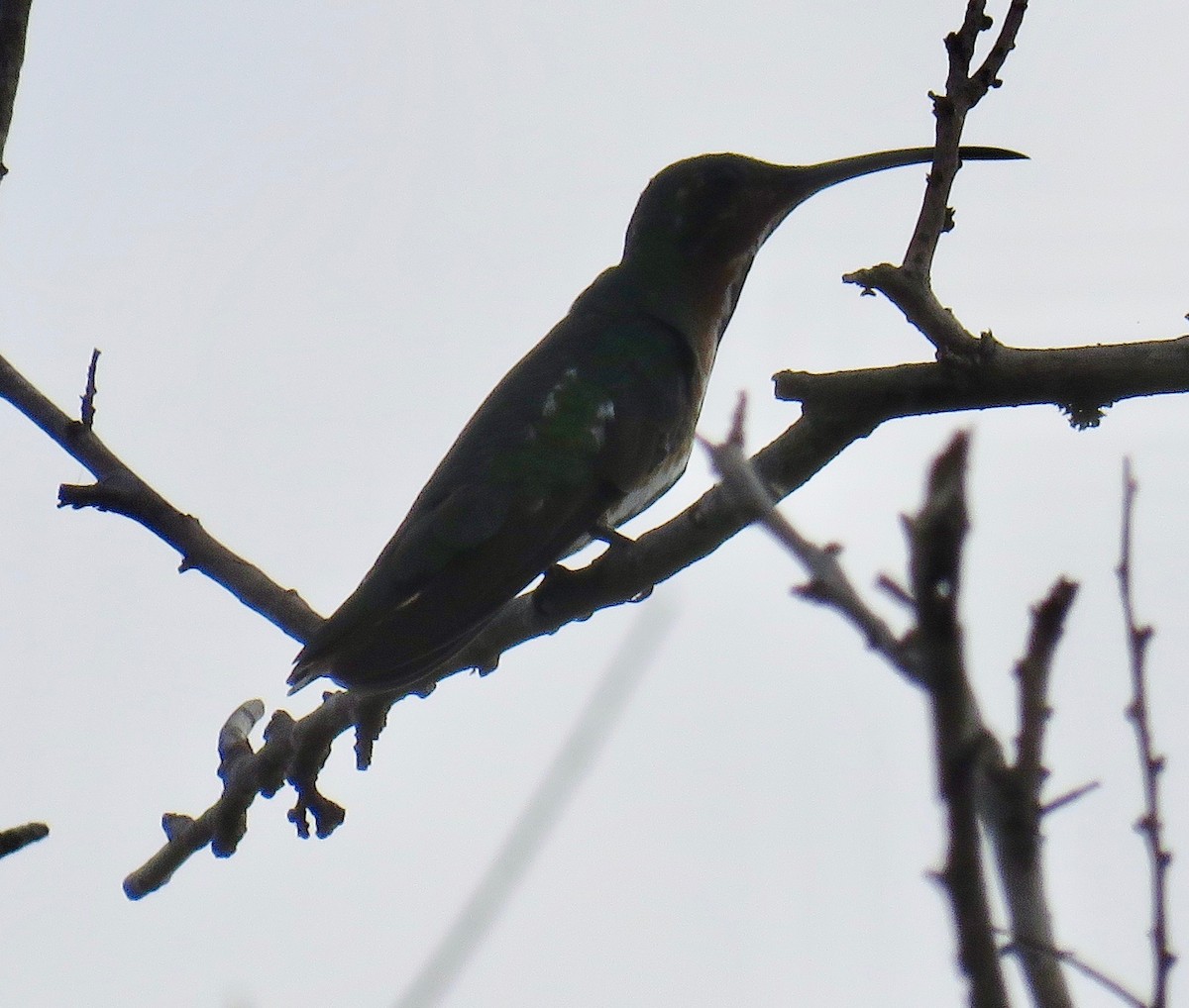 kolibřík lesklý - ML184969211