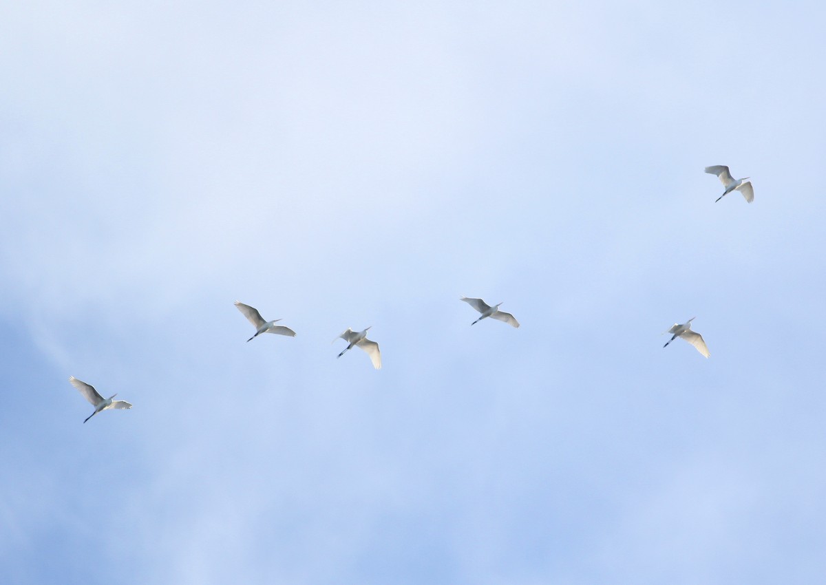 Great Egret - ML184969421