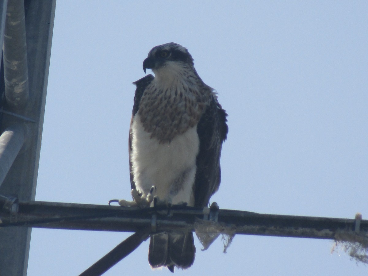 Osprey - ML184970391