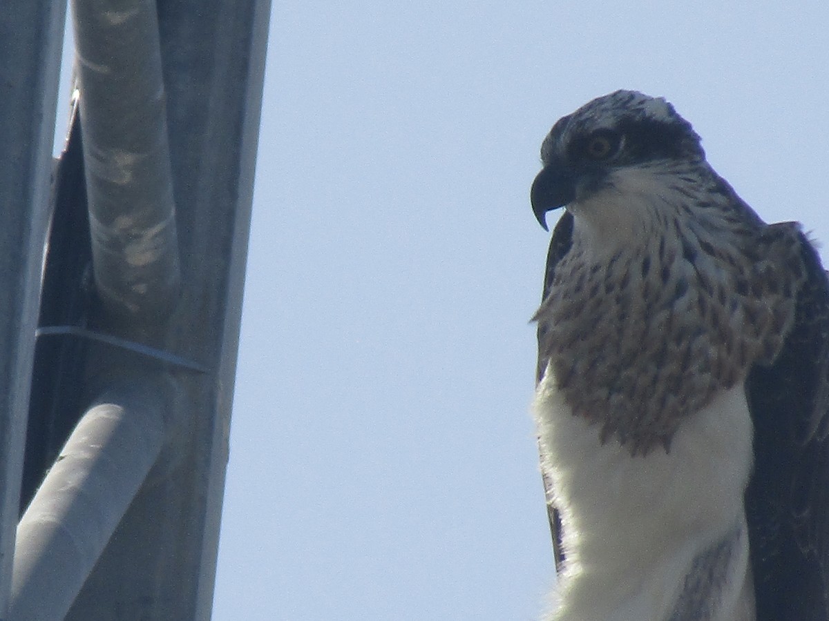 Osprey - ML184970421