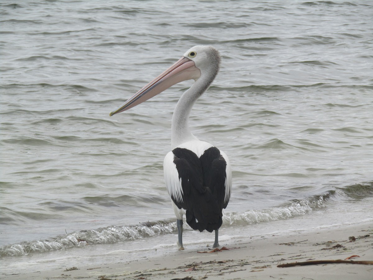 Australian Pelican - ML184970471