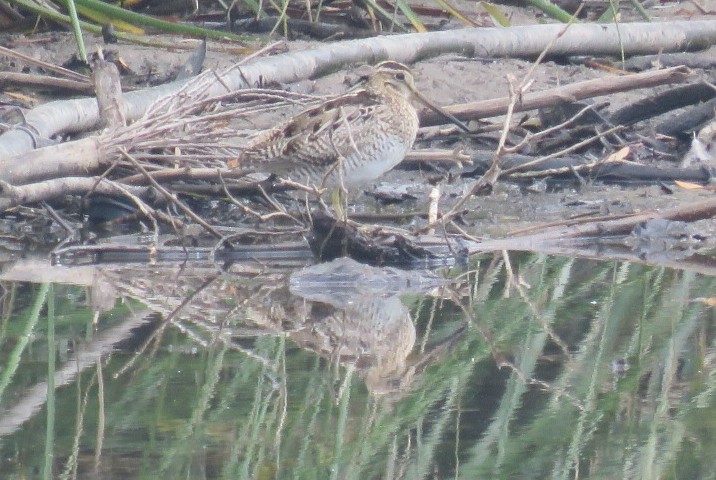 Latham's Snipe - ML184970601