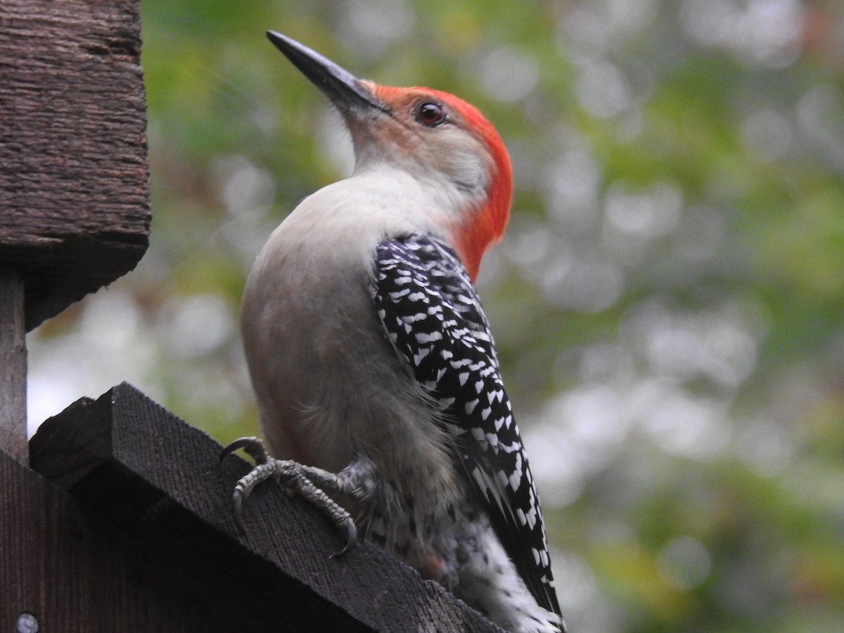 Red-bellied Woodpecker - JC Clancy