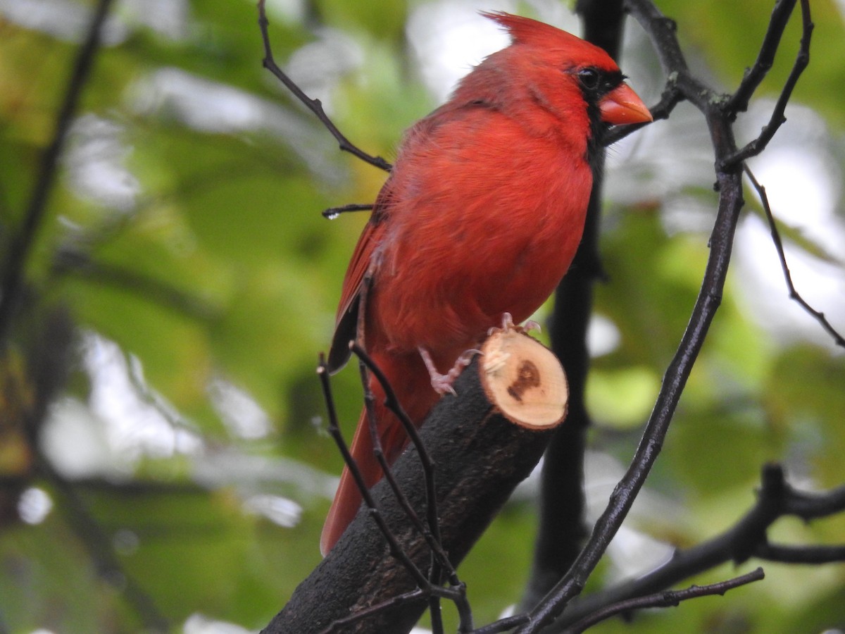 Northern Cardinal - JC Clancy