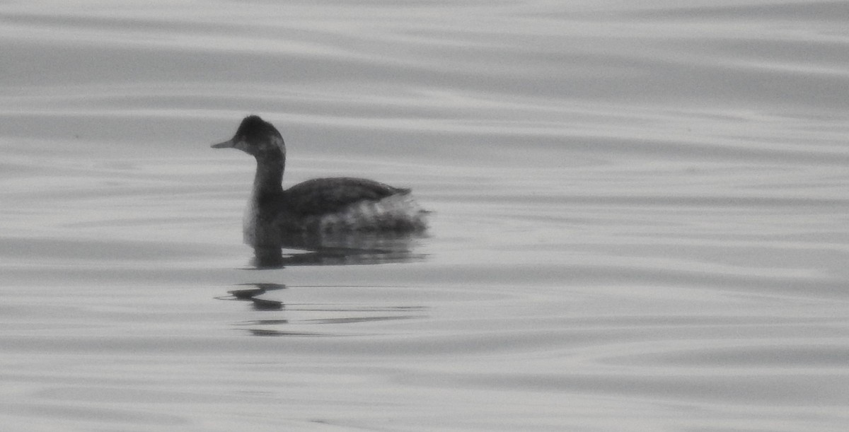 Eared Grebe - mc coburn