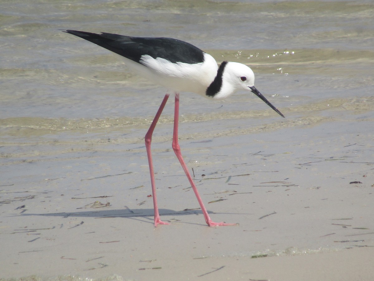 Pied Stilt - ML184972331