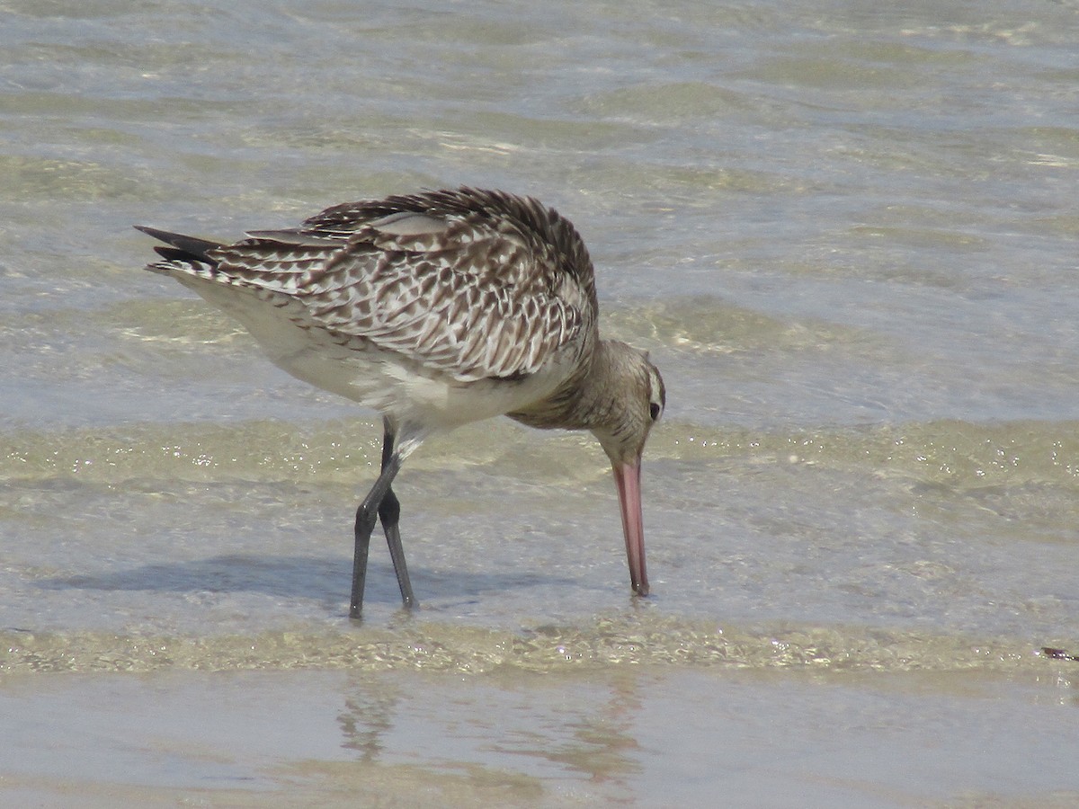 Bar-tailed Godwit - ML184972361