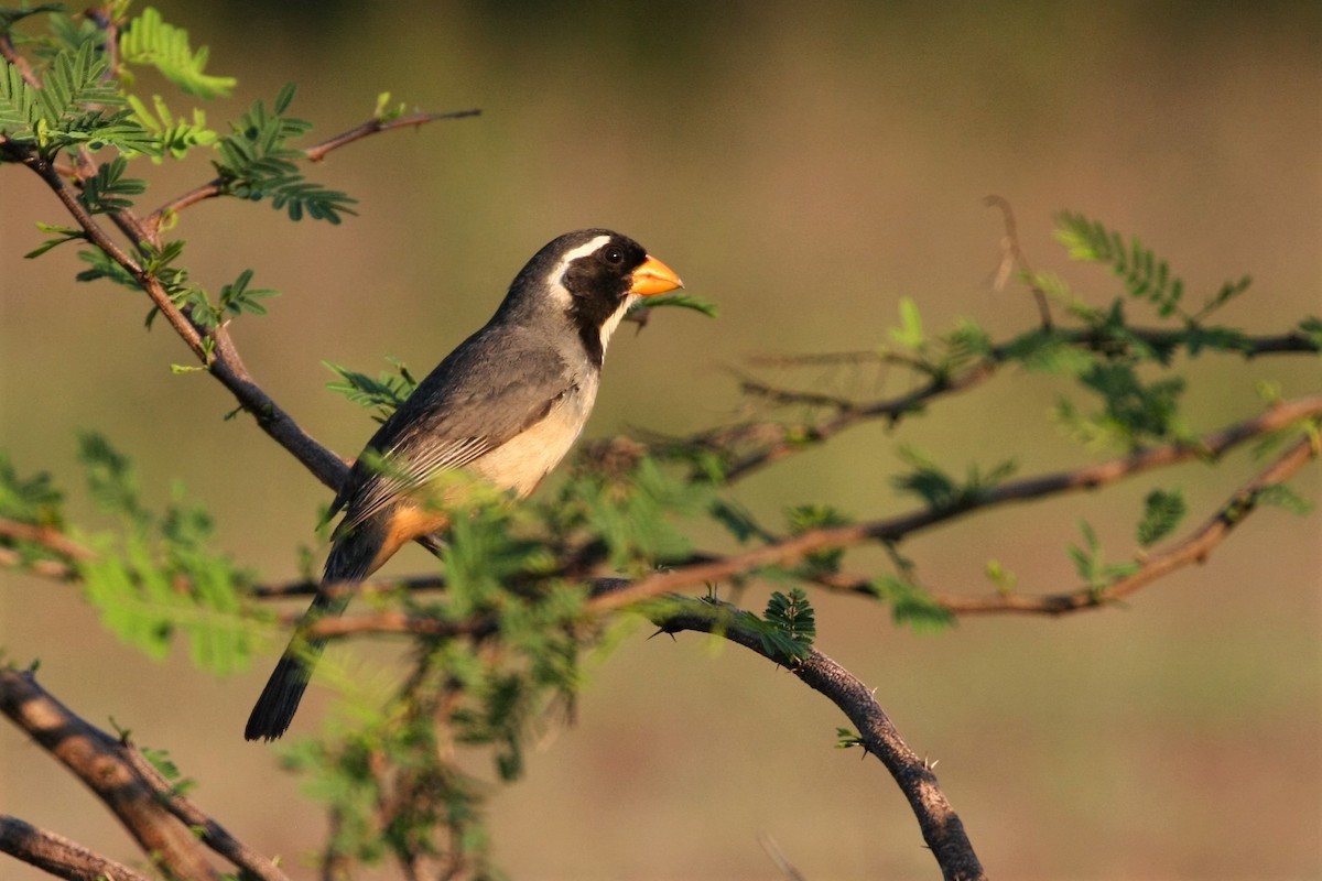 Golden-billed Saltator - ML184972421