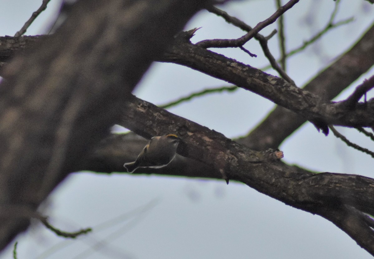 Golden-crowned Kinglet - ML184972701