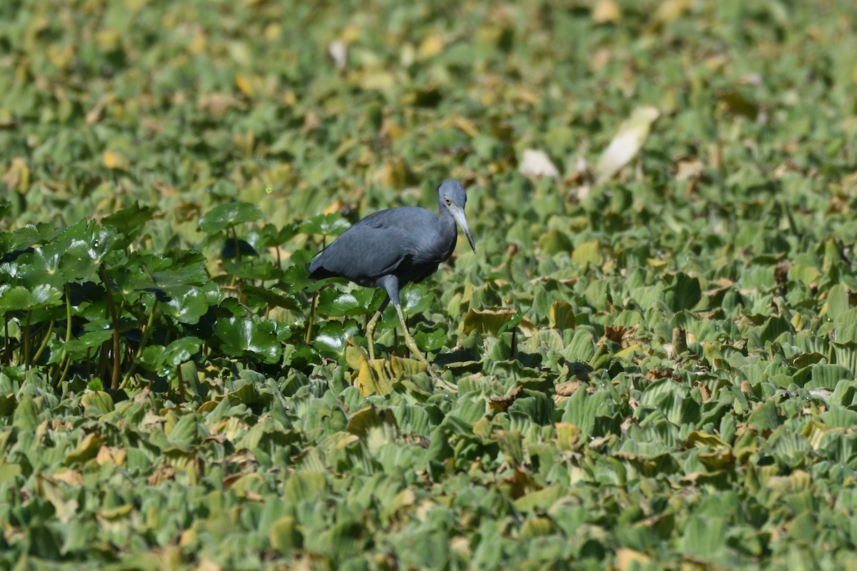 Little Blue Heron - ML184975451